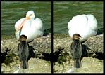 (40) cormorant & pelican montage.jpg    (1000x720)    379 KB                              click to see enlarged picture